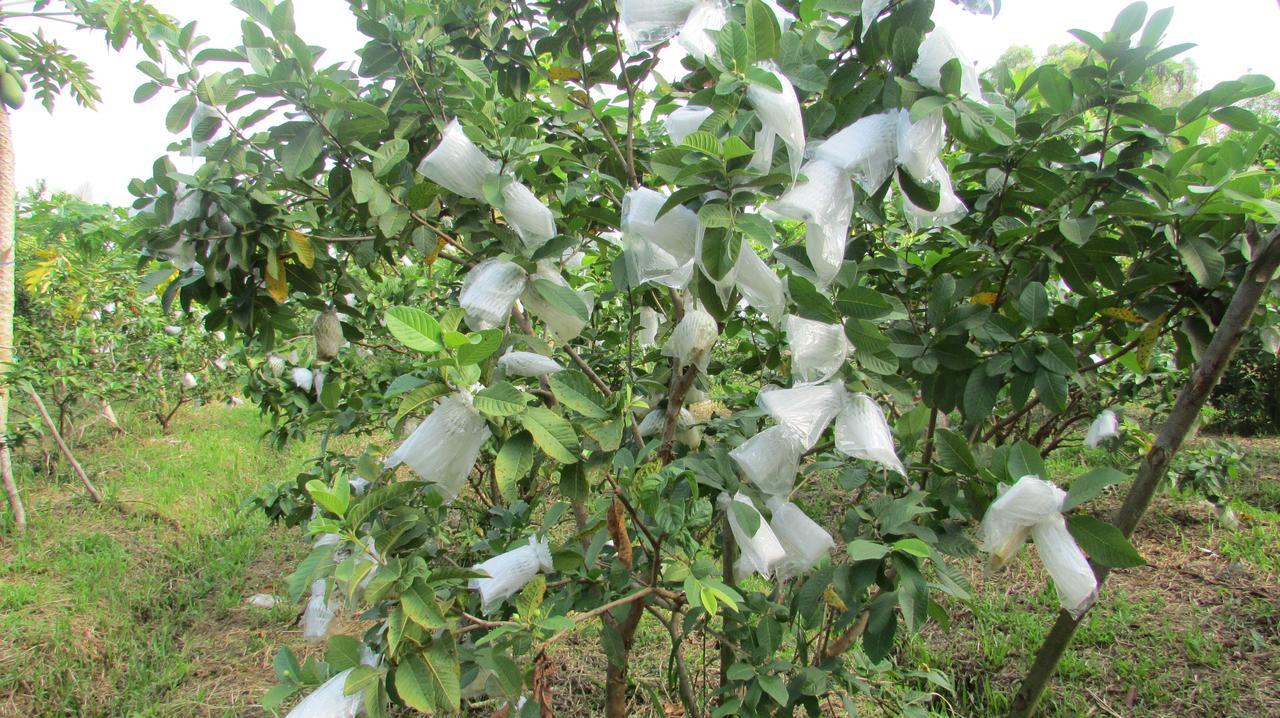 Orchard Fruit Farm Bungalow ฟู้โกว๊ก ภายนอก รูปภาพ